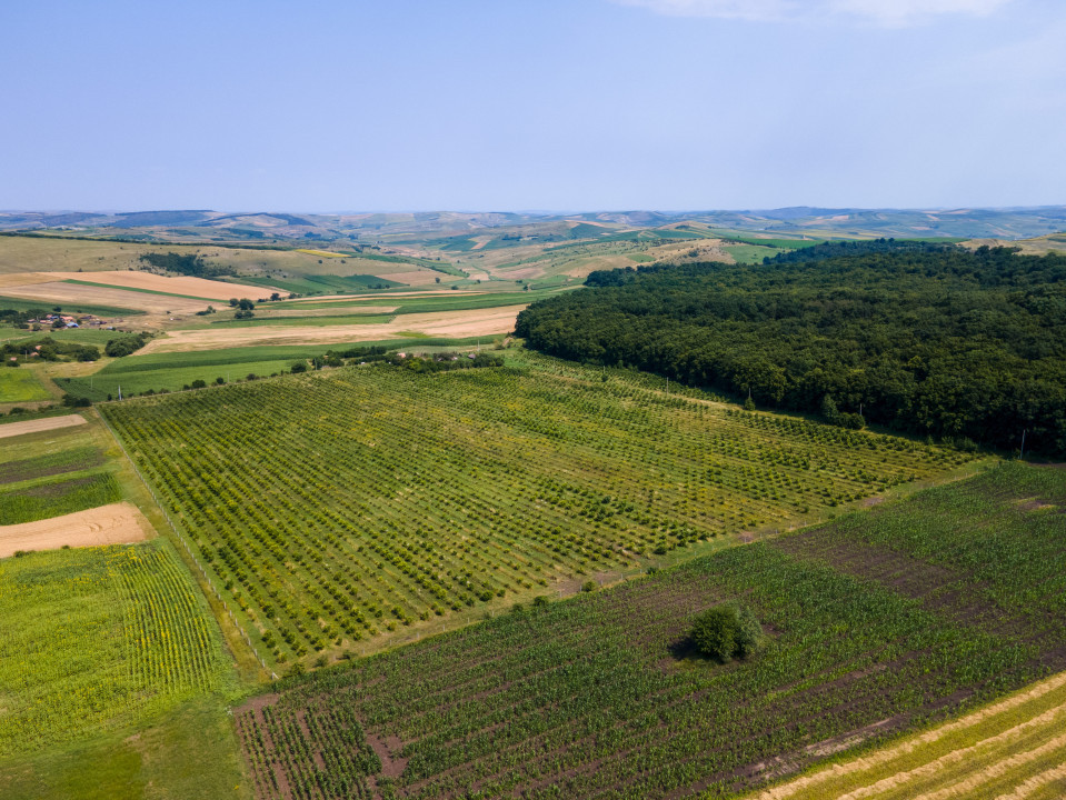 Investitie! Plantație de alun 6,67ha langa Cluj Napoca