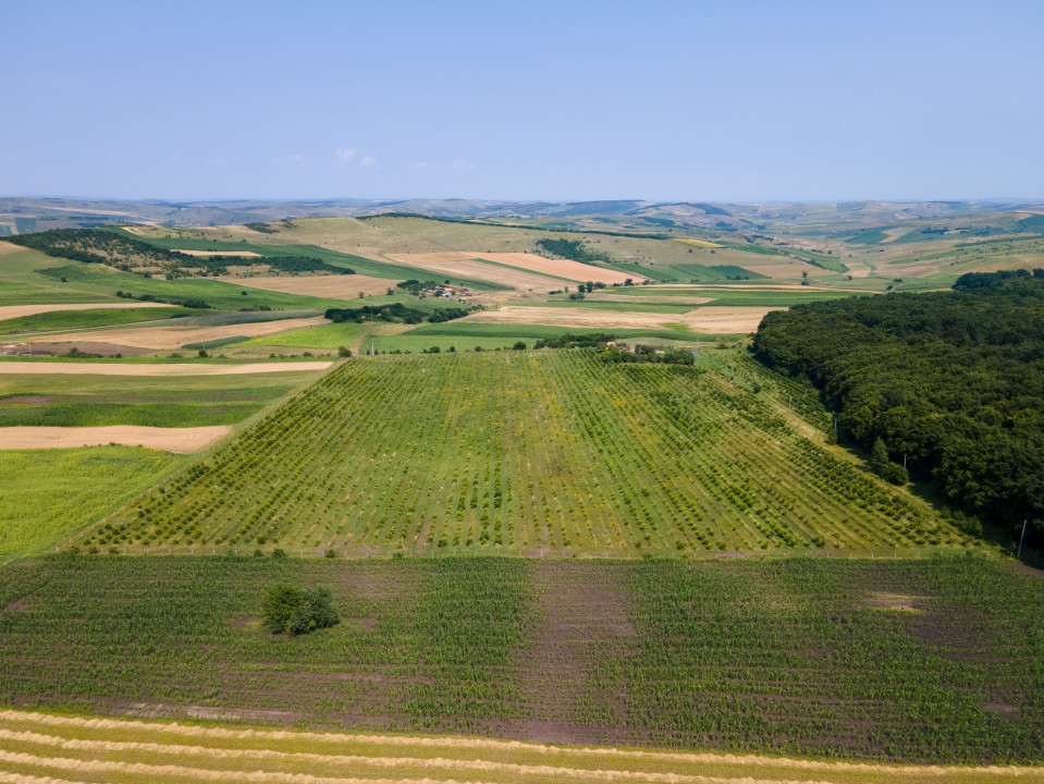 Investitie! Plantație de alun 6,67ha langa Cluj Napoca