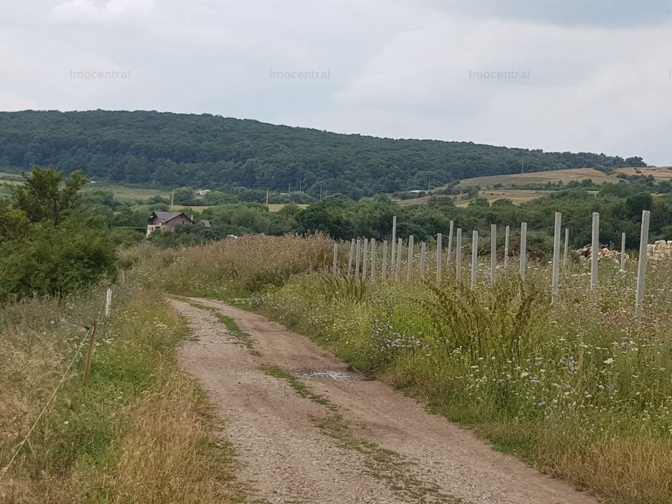 Teren extravilan, zona: Ferma Steluta, cu panorama asupra Clujului